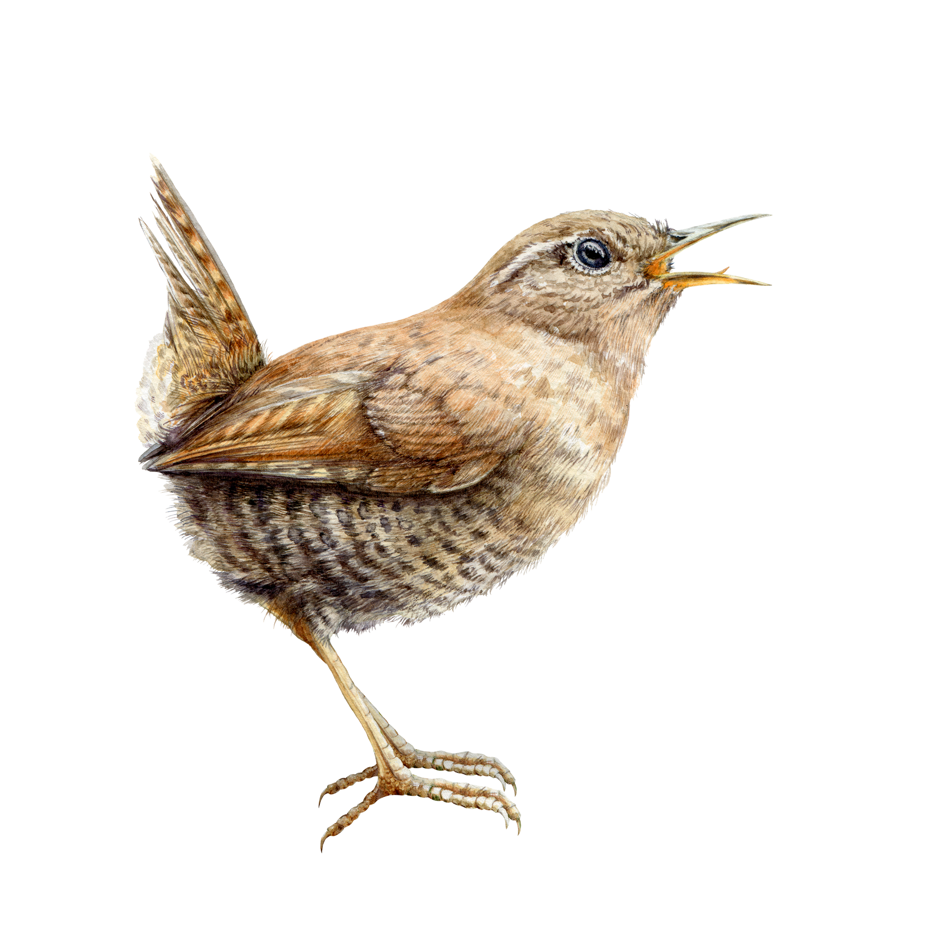 A small brown bird is singing with its beak open on a white background.