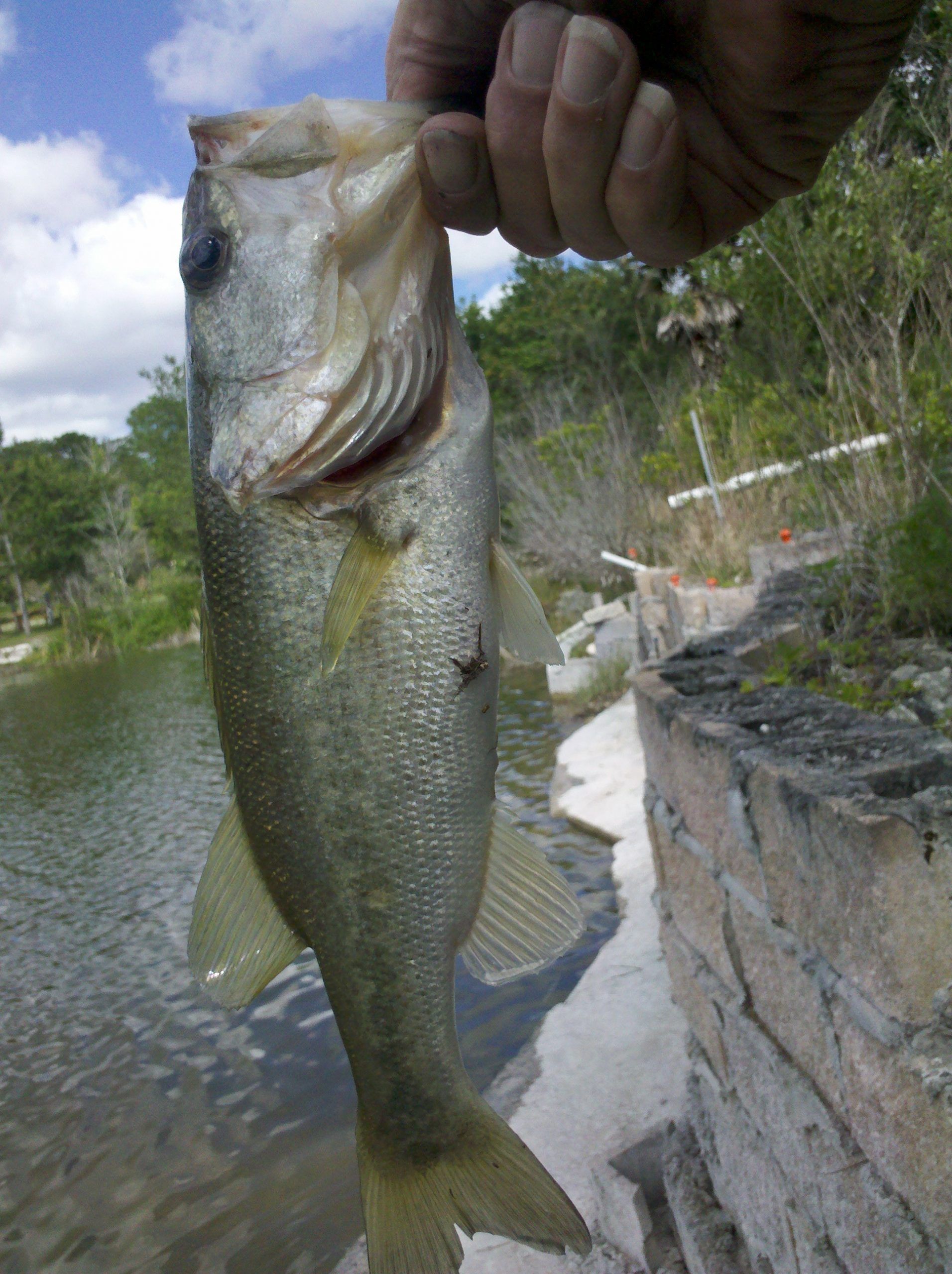 A person holding a largemouth bass fish near water and stone structures.
