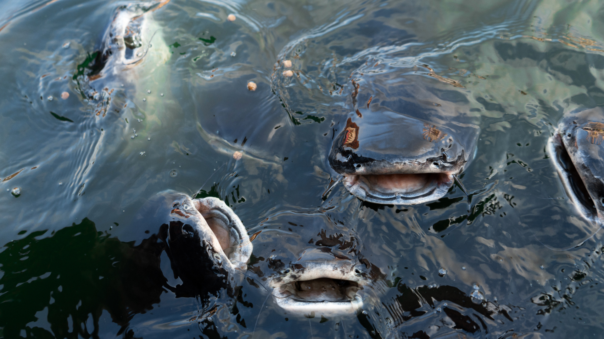 Fish with open mouths at the water's surface, seeking food. Dark water, close-up shot.