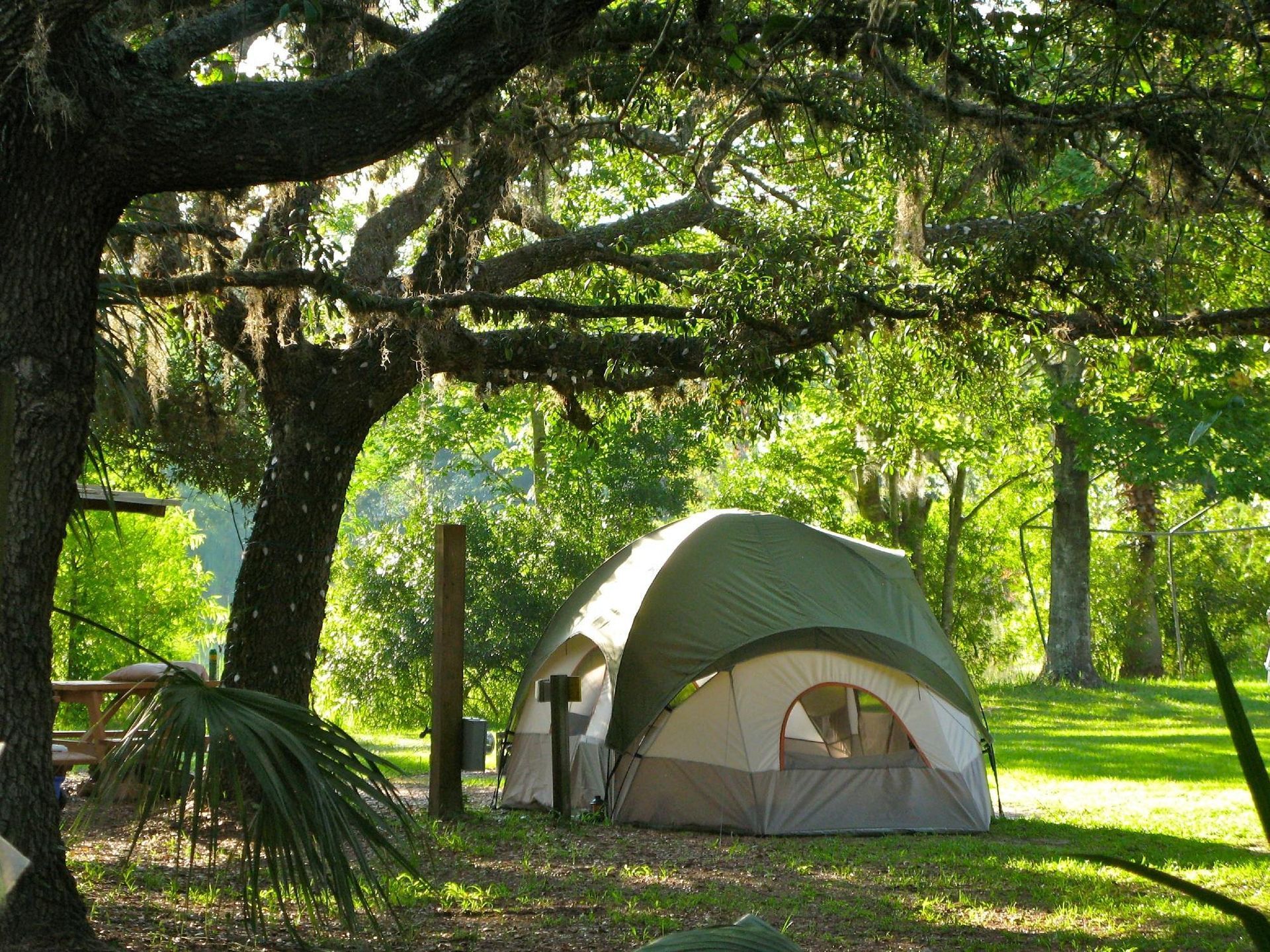 Camping tent under a large tree with Spanish moss; sunny green forest background.