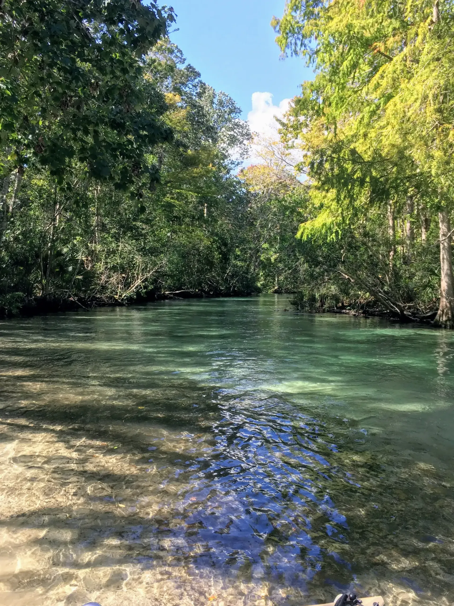 Crystal-clear water flows through a lush, green forest. Sunlight filters through the trees, illuminating the water.