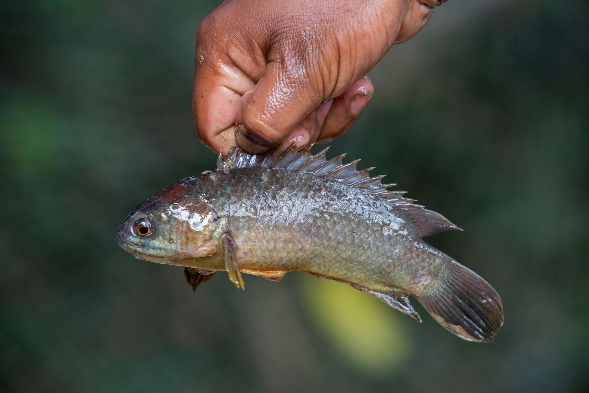 Hand holding a small, silvery-brown fish with spiky dorsal fin; blurred green background.