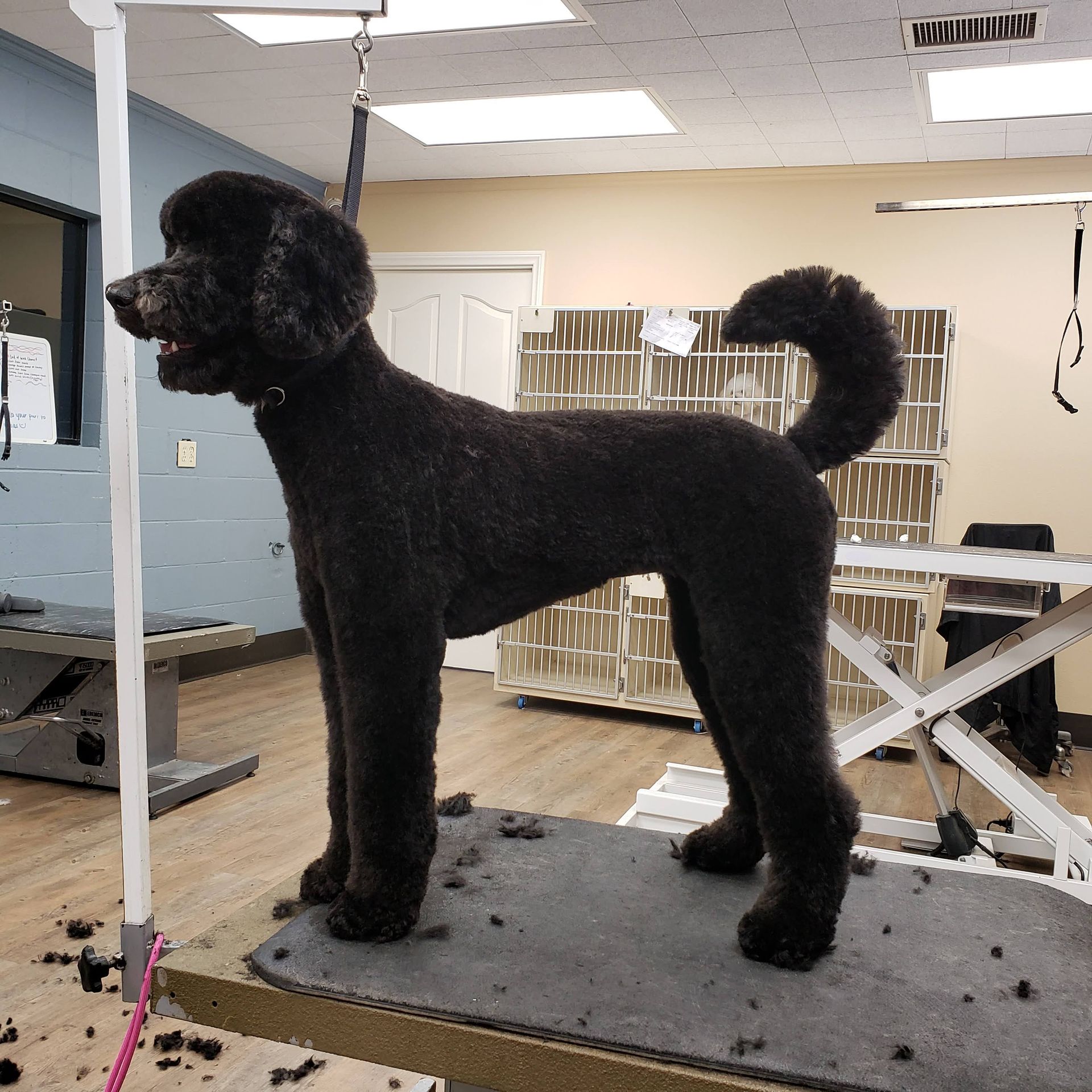 Gray dog standing on a grooming table with tongue out, being held by a groomer in a salon.