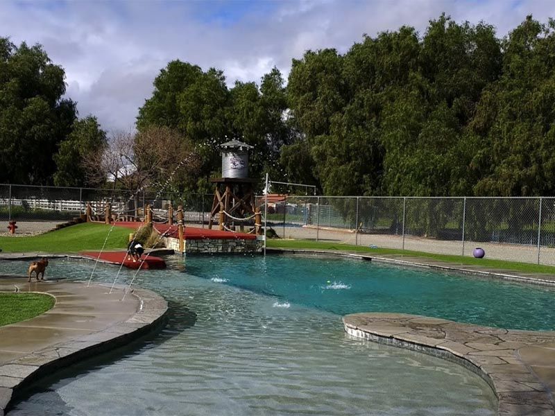 Swimming pool with curved shallow area, dive platform, and trees lining the fence on a sunny day