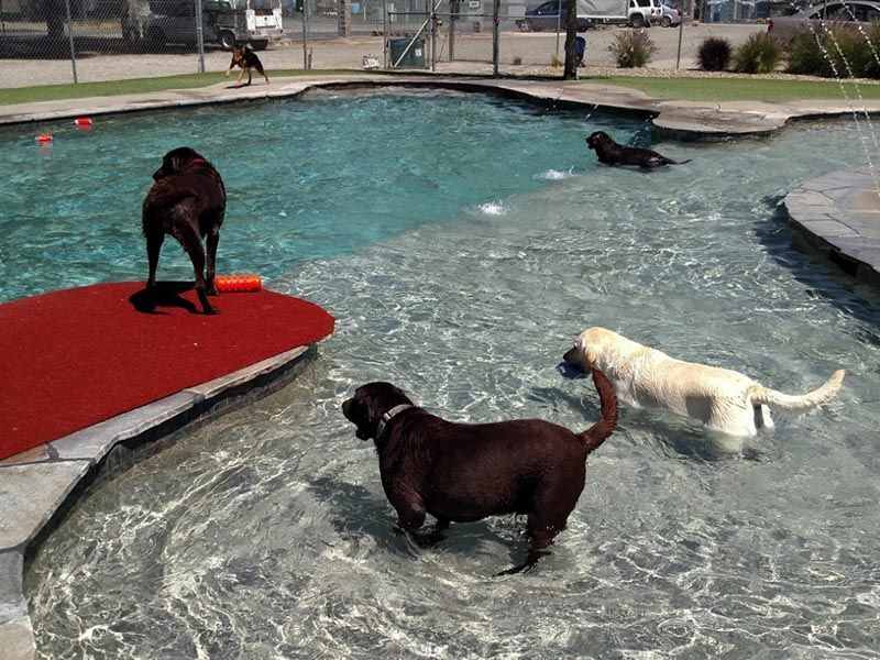Dog leaping at a fountain in a park, with water spraying into a shallow pool.