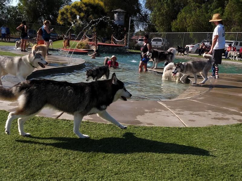Dogs running in a grassy outdoor training area, with a person standing among them and one dog in a pool in front