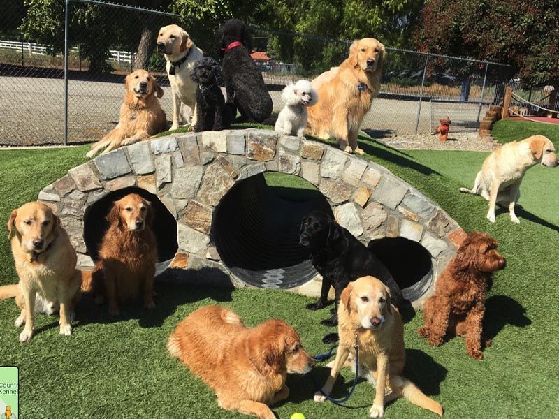 Several dogs gathered around and on a stone tunnel at a sunny dog park, with grass and fencing in the background.