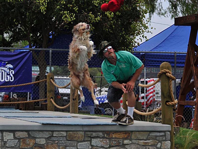 Dog standing upright beside trainer on stage at an outdoor event