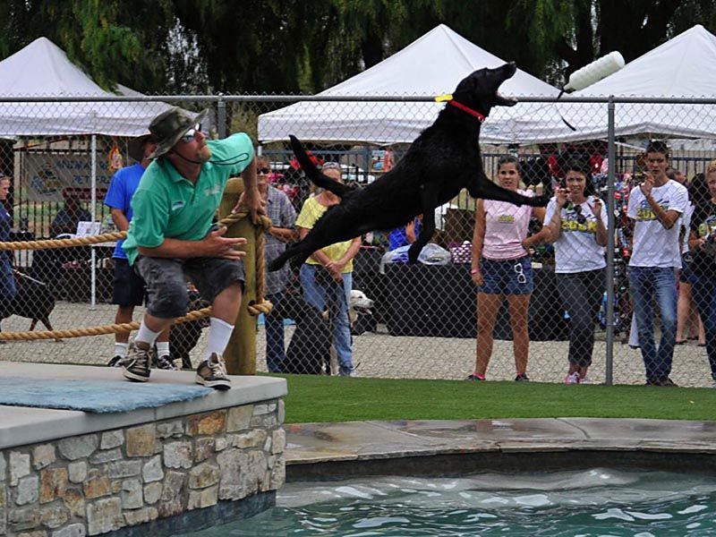 Black dog leaps over a pool while a handler stands by, with spectators watching behind a fence.