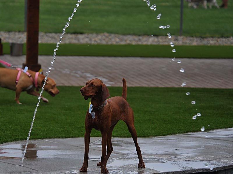 Two brown dogs near fountain jets on wet pavement in a park