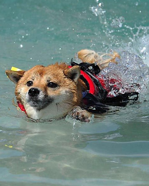 Two dogs splashing and leaping in a backyard pool by a stone patio