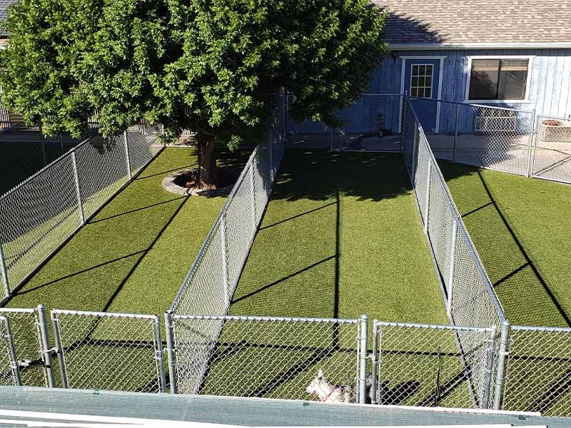 Chain-link kennels in a fenced backyard beside a blue house and large tree.