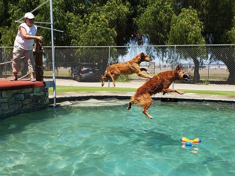 Two brown dogs leap into a pool while a person stands by the diving platform.