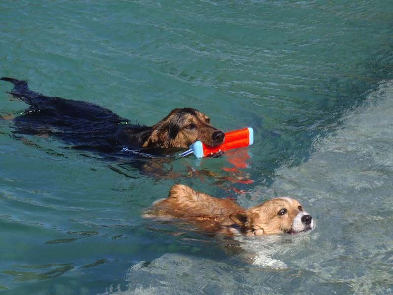 Brown-and-white dog splashing through a backyard pool, mid-leap with water spraying around it.