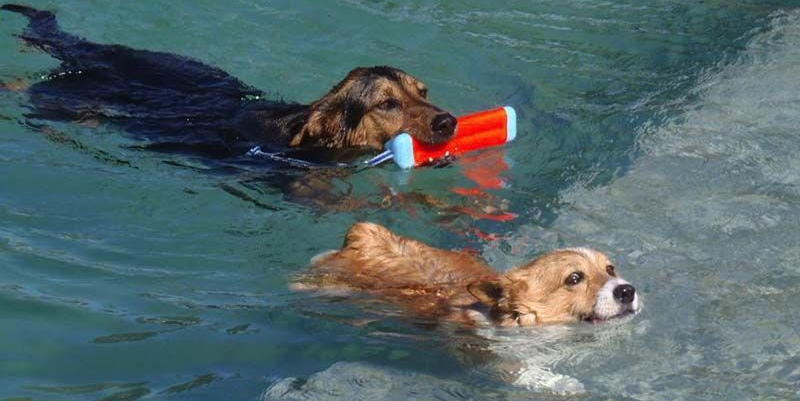 Two dogs swimming in water, one carrying an orange toy in its mouth