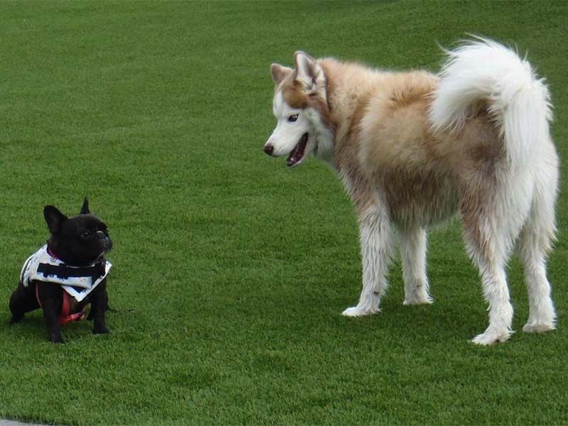 Small black dog and larger white husky facing each other on a grassy field.