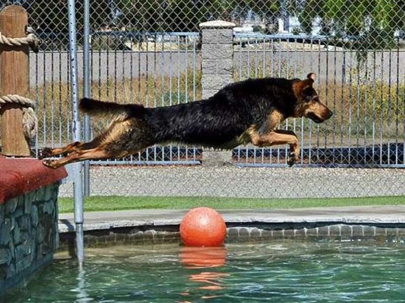 Dog leaping over a pool edge into the water, with an orange ball floating nearby.