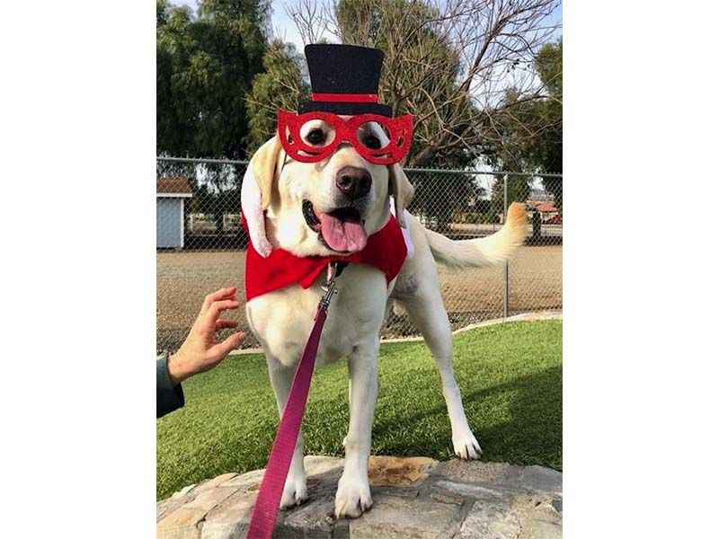 Dog in red glasses and top hat, with a red bow tie, standing outdoors on a stone ledge.