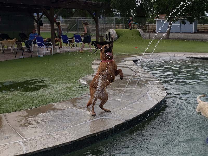 Dog leaping to catch a stream of water at a park fountain beside a pool