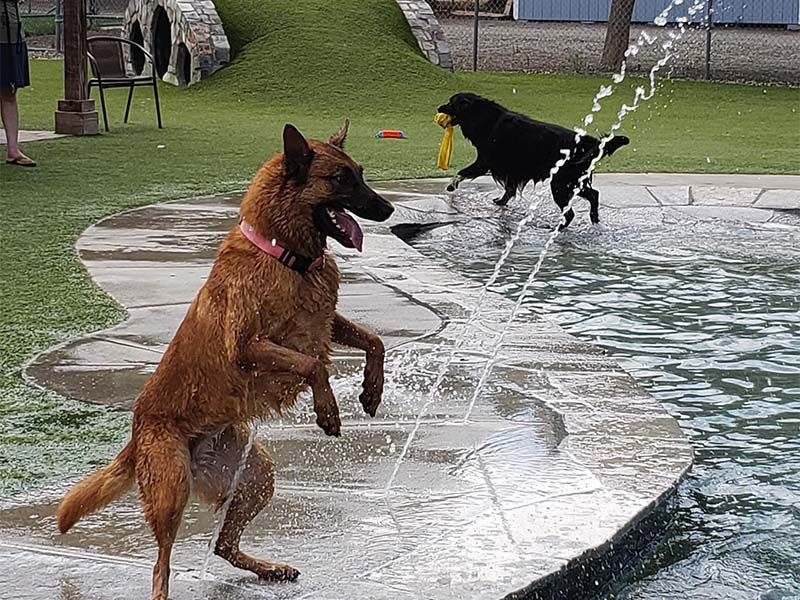 Two dogs leap and play in a backyard pool, one brown and one black with a toy.