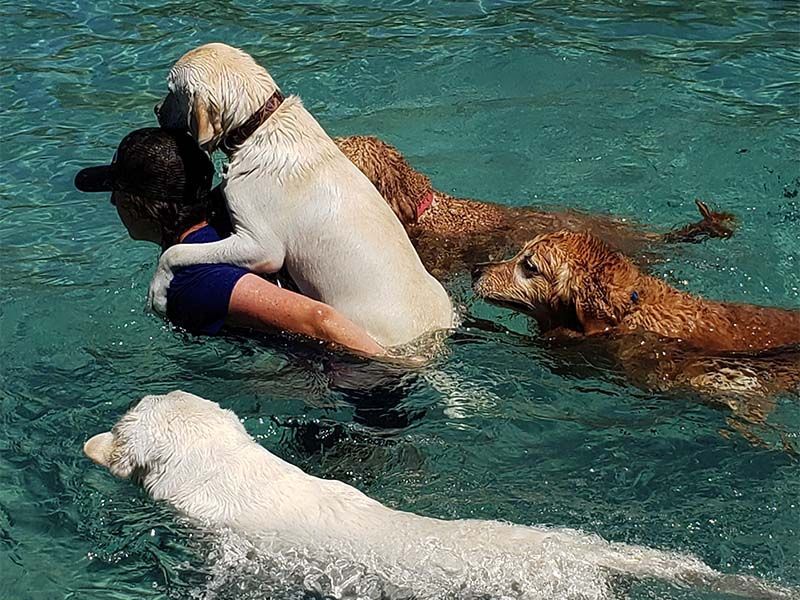 Three dogs playing in turquoise water with a person in a blue shirt