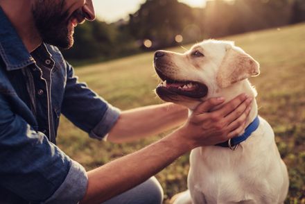 Man petting a white dog outdoors on a sunny grassy field