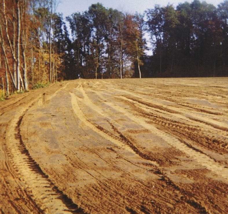 Un chemin de terre traversant un champ avec des arbres en arrière-plan