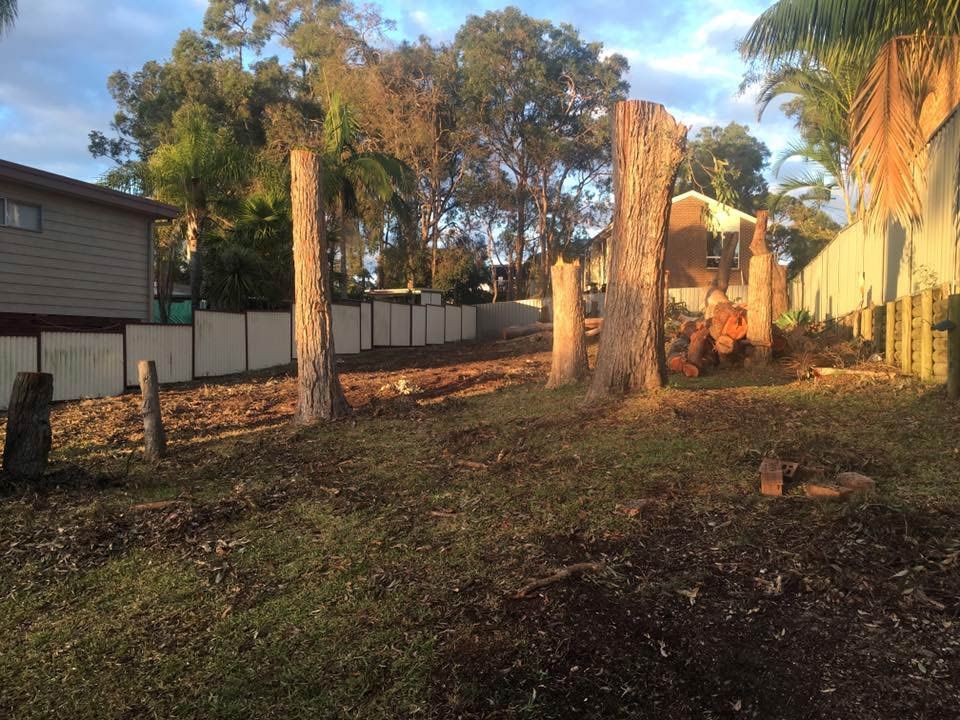 Clearing The Land And Cutting The Big Trees — Atholyn Earthmovers in Maitland, NSW