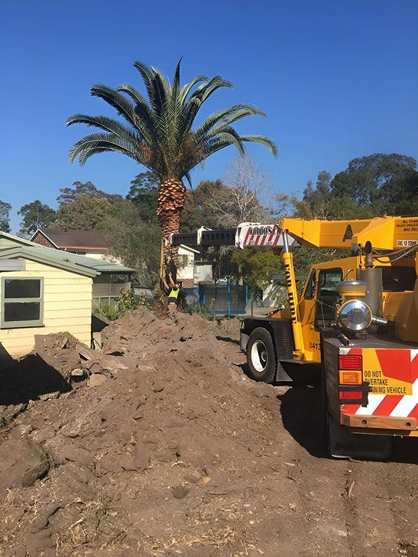A Yellow Truck With A Crane Is Removing The Big Trees — Atholyn Earthmovers in Gosford, NSW