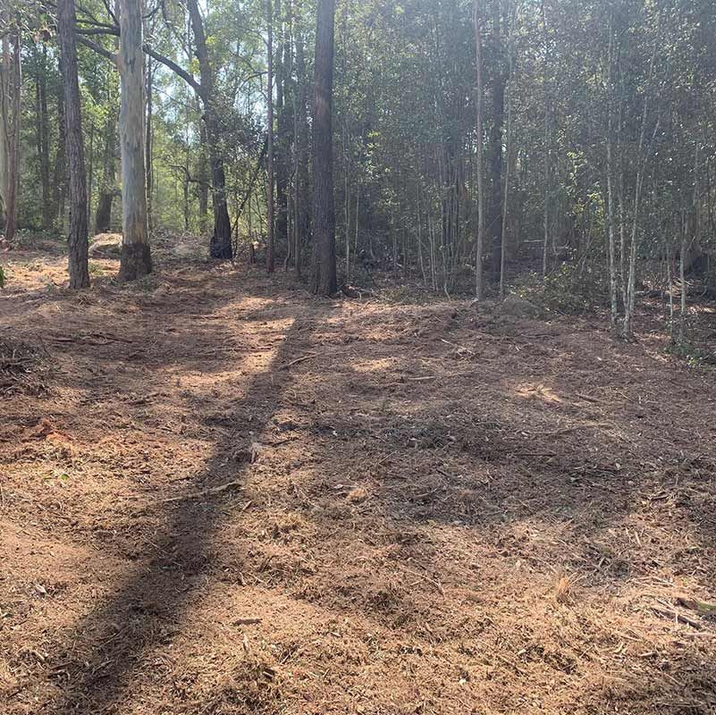 Forest Land Clearing — Atholyn Earthmovers in Wyong, NSW