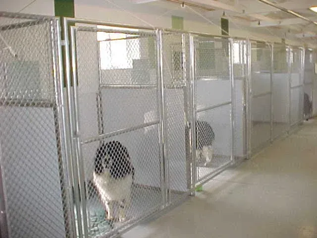 Dogs in kennels at an animal shelter, with chain-link walls and white panels.