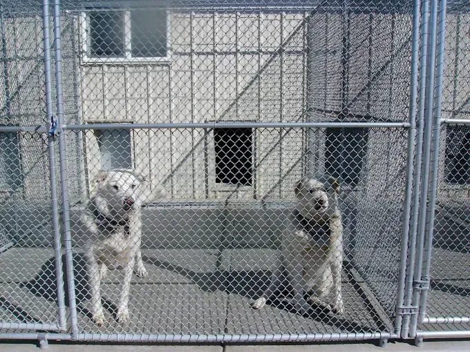 Two dogs in a chain-link enclosure; one stands, the other sits. Buildings are in the background.