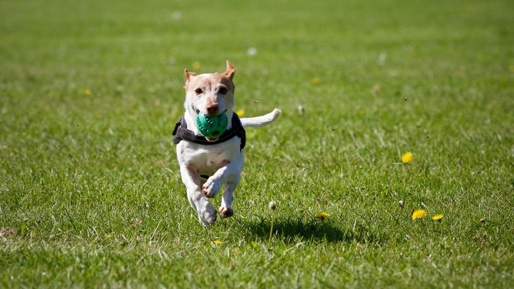 Dog running across green grass, holding a green ball in its mouth.
