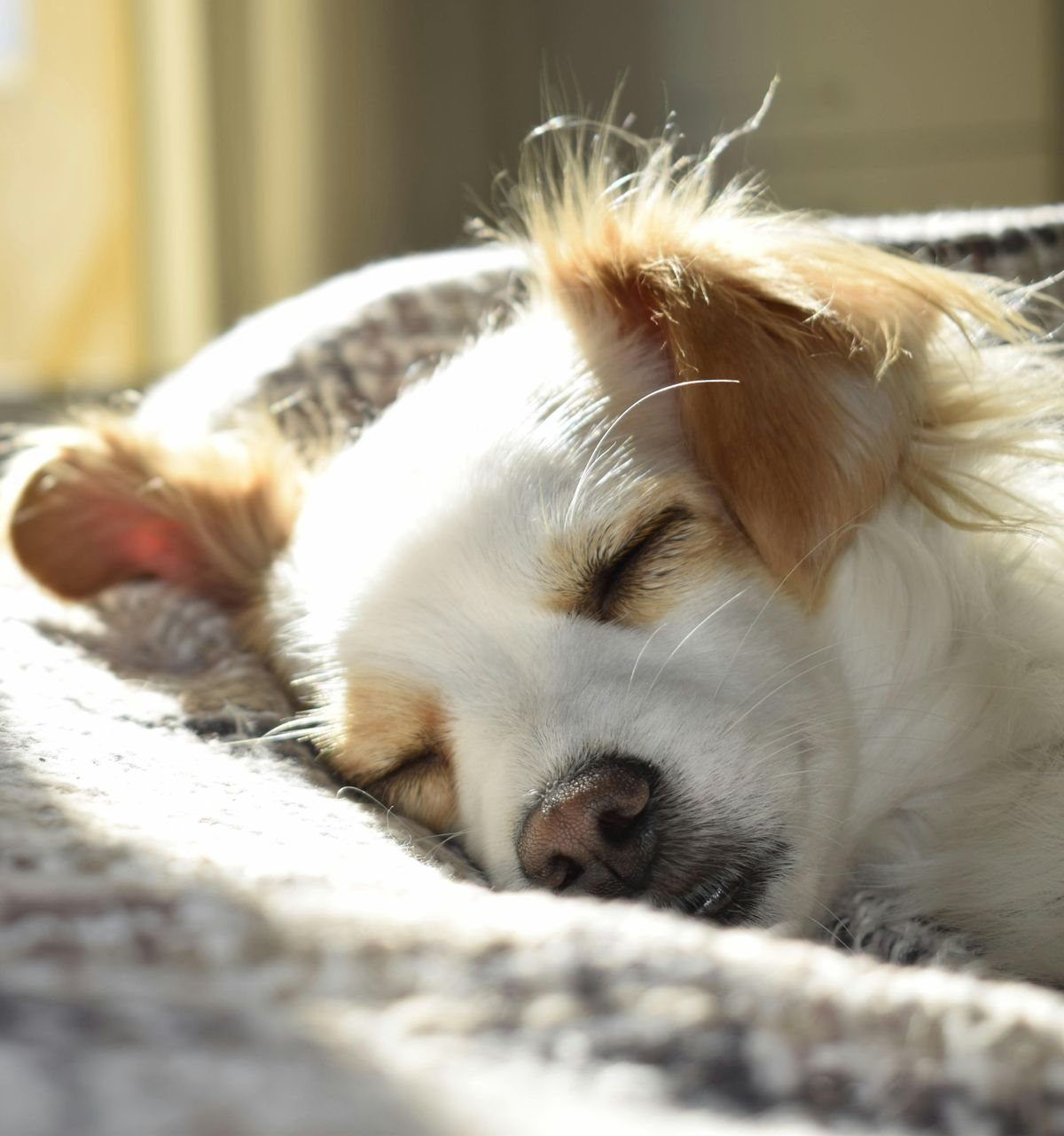 Sleeping white dog with tan ears, nestled in a soft, light-colored bed, illuminated by sunlight.