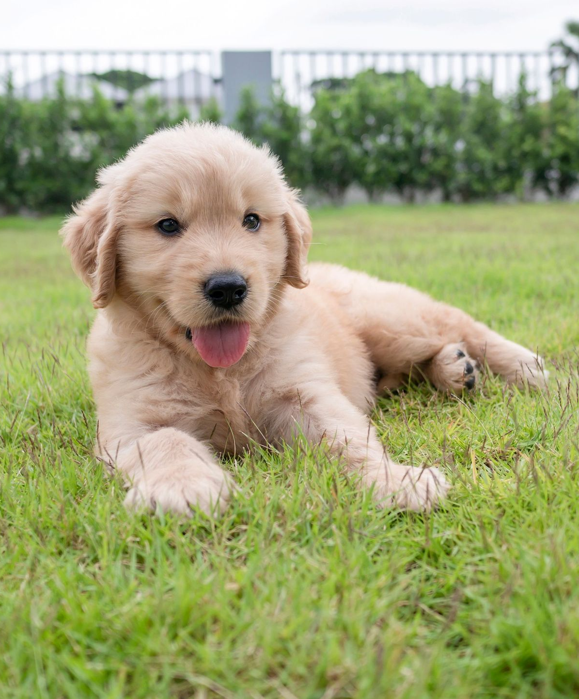 Golden retriever puppy resting on green grass, tongue out.