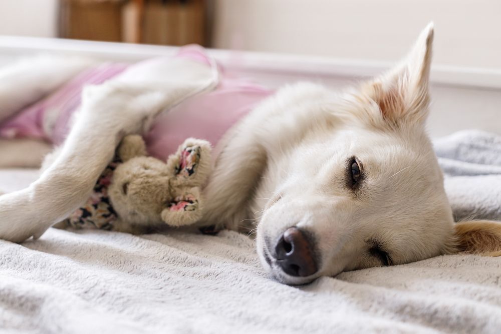 White dog resting on a bed, wearing pink medical shirt, holding a stuffed animal.