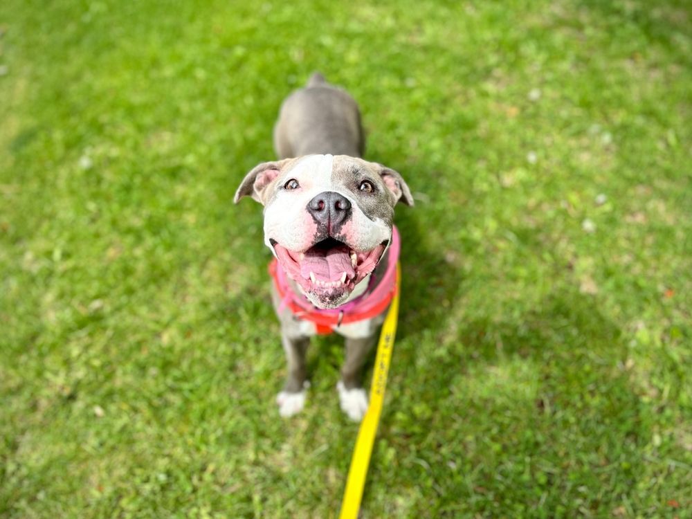 Happy gray and white dog on a leash, in a grassy field, wearing a pink harness.