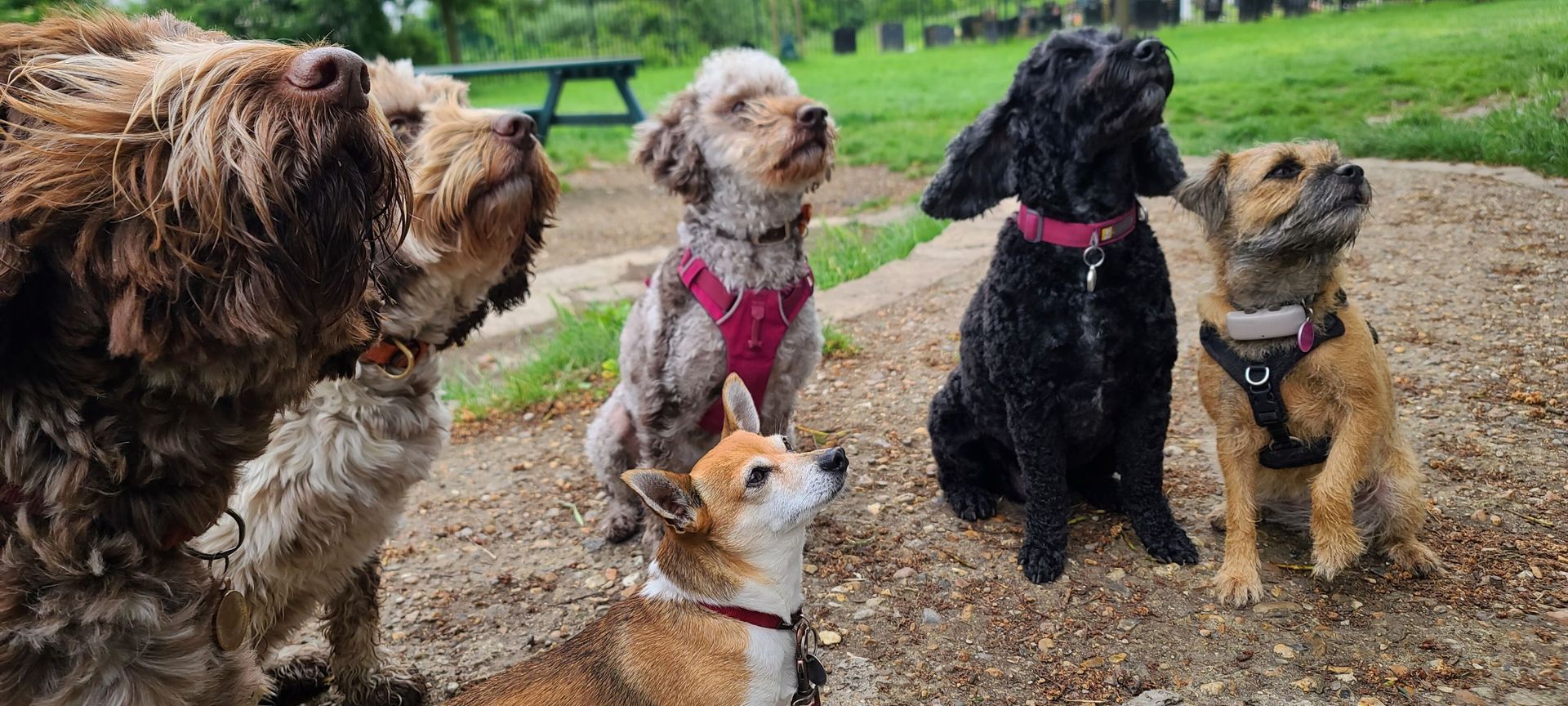 Five dogs looking upward on a gravel path, green background.