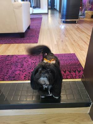 Curls — Cute Black Dog in Albuquerque, NM