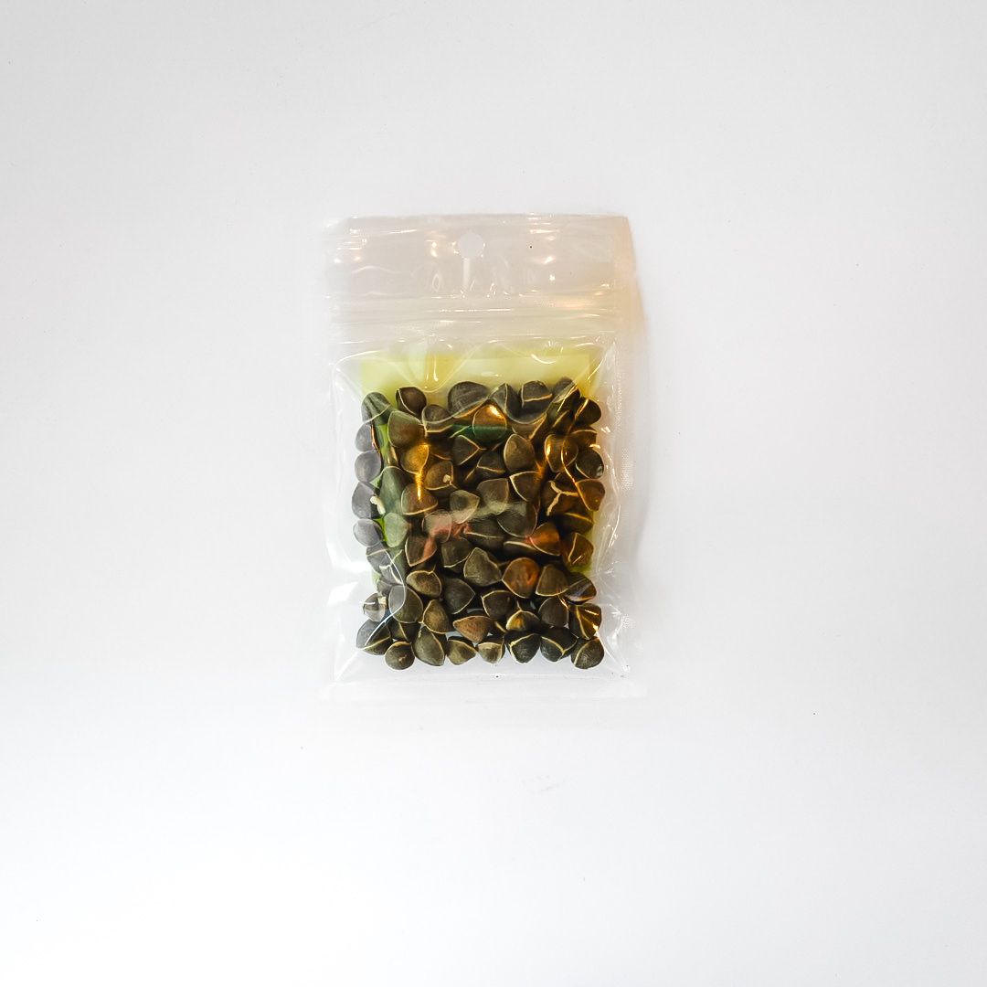 MORINGA SEEDS