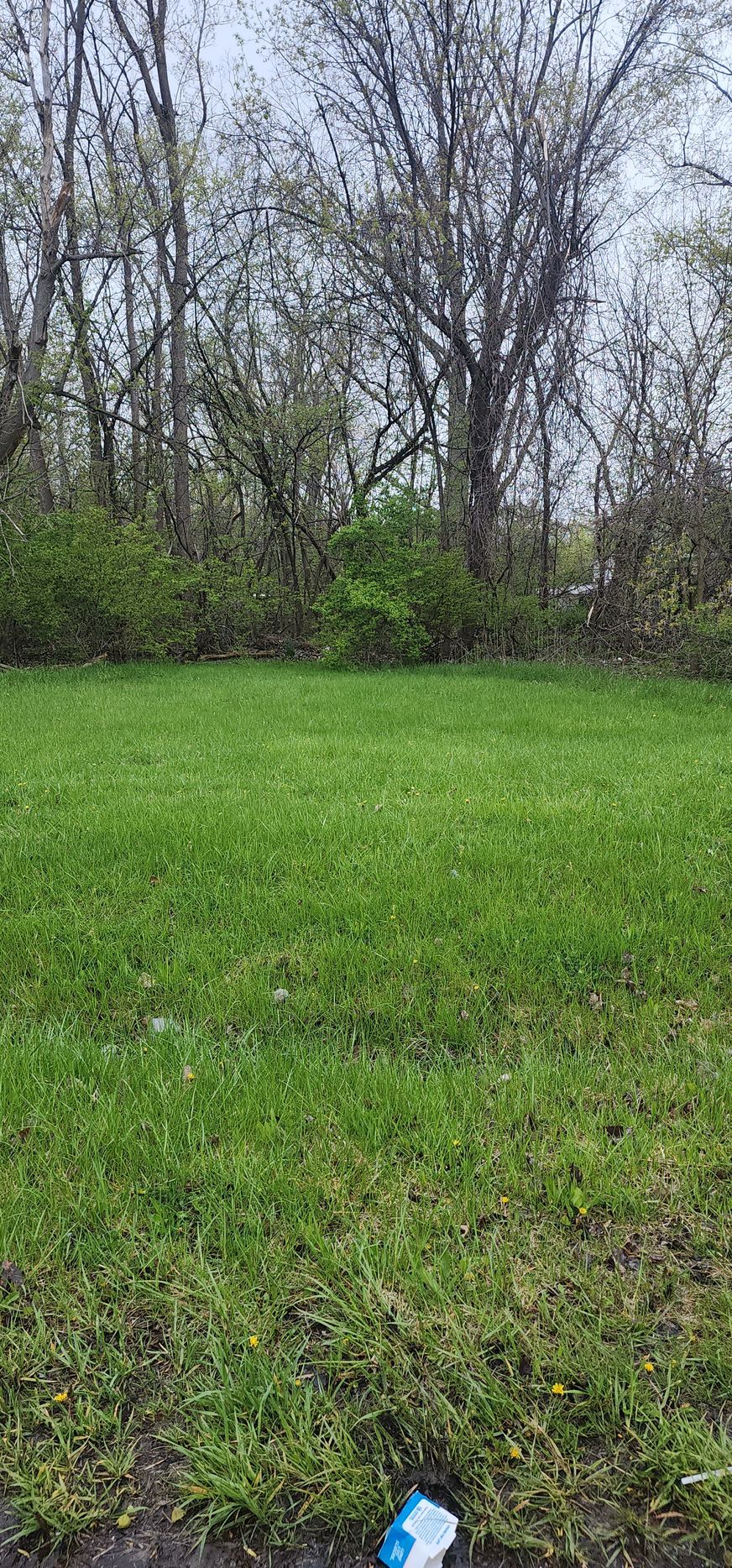 Grassy field with trees in the background and a cloudy sky.