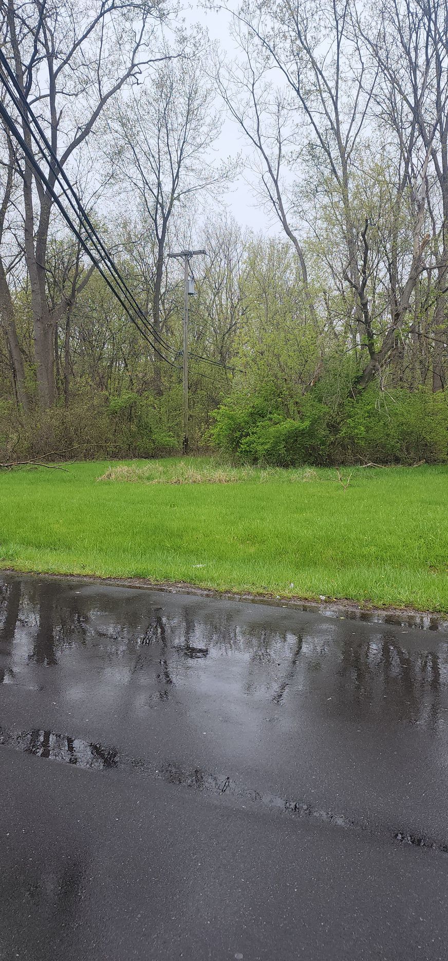 Green grassy lawn with trees in the background and a wet, cracked road in the foreground.