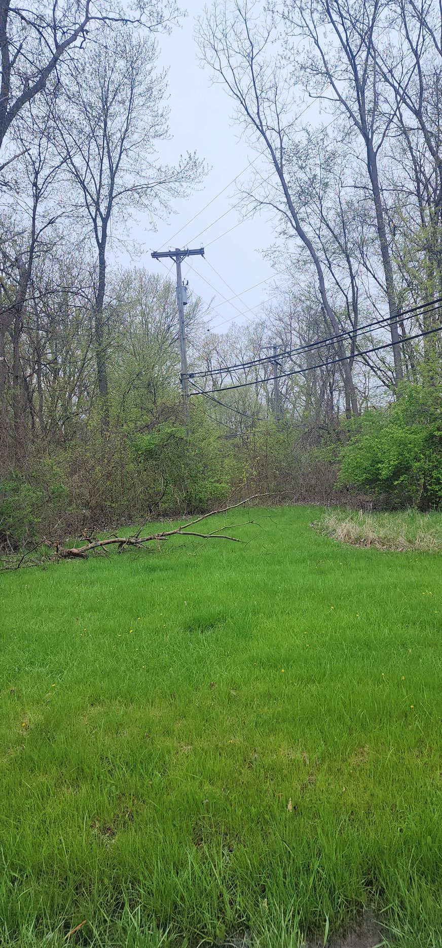 Green grassy clearing with trees and a power line. Overcast sky.