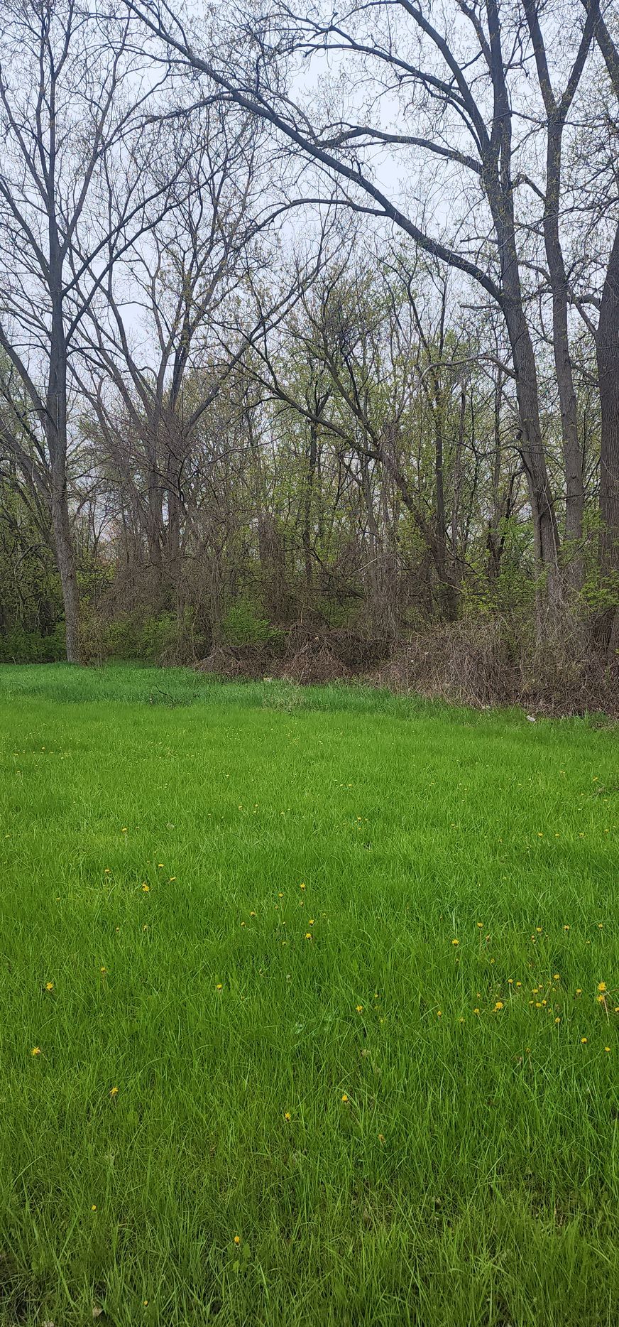 Lush green lawn meets a backdrop of trees on a cloudy day.