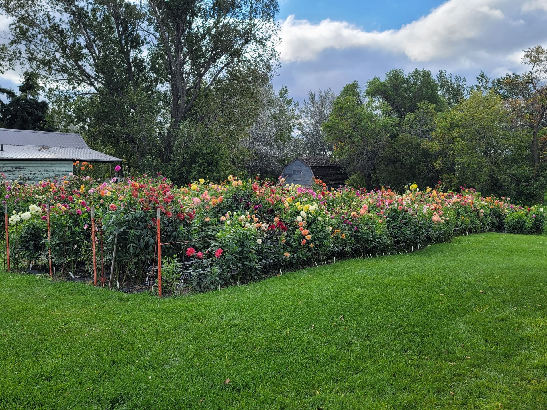 A rose garden filled with colorful blooms, framed by orange stakes and surrounded by green grass under a cloudy sky.