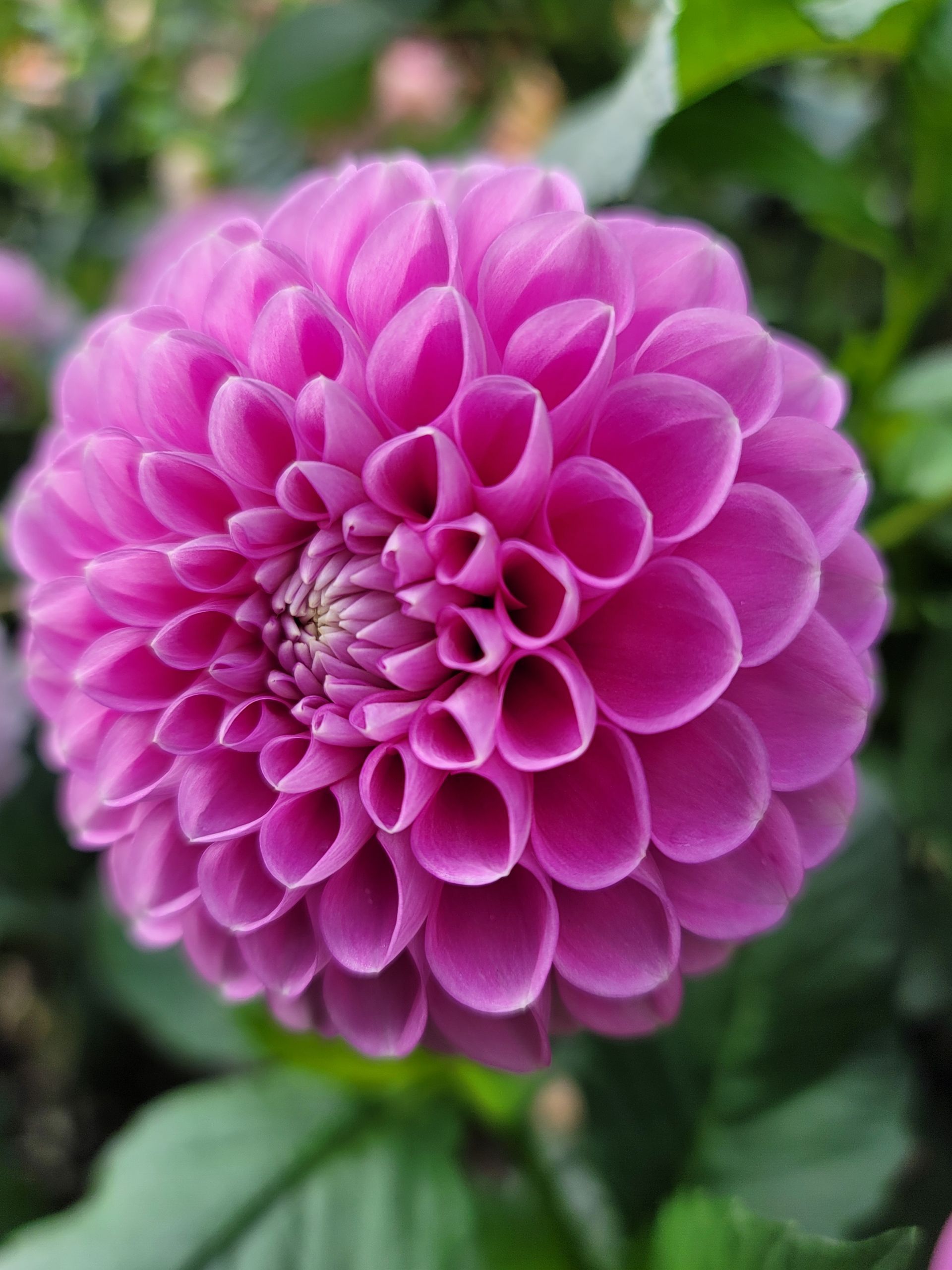 Pink dahlia flower in full bloom, surrounded by green leaves.