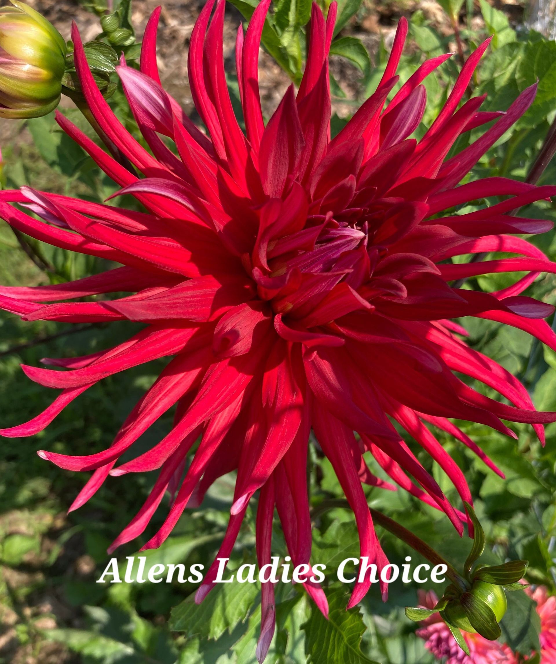 Red dahlia flower with spiky petals, labeled 