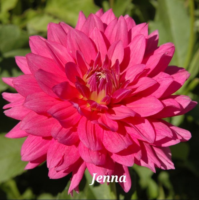 Pink dahlia flower with yellow center, labeled 
