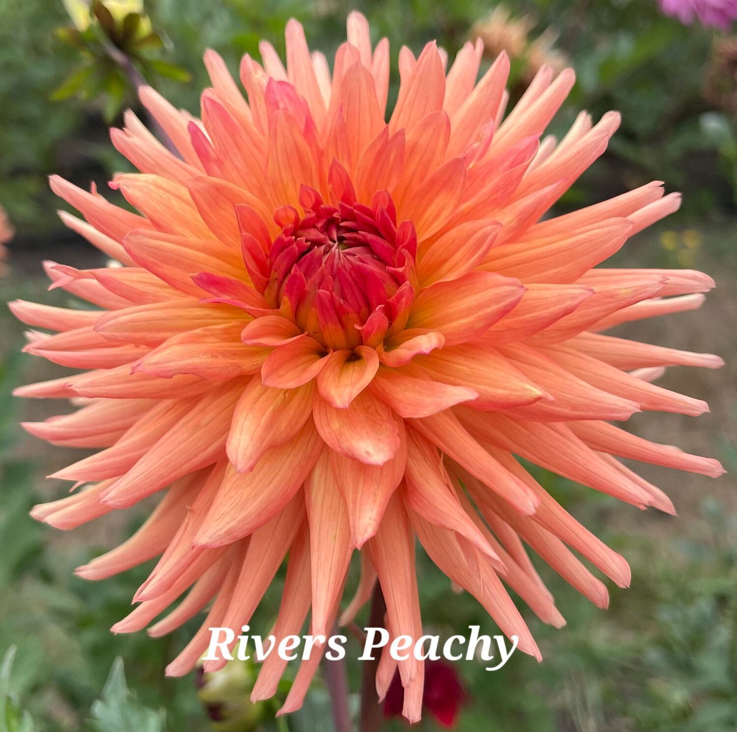 Peach-colored Rivers Peachy Dahlia flower with a dark red center and pointed petals.