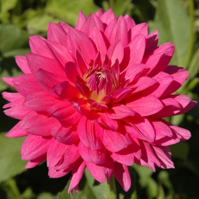Pink dahlia flower with numerous petals, bright and vibrant against a blurred green background.